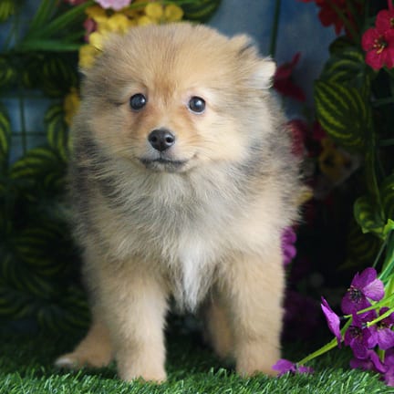 Pomeranian puppy named Cheerio
