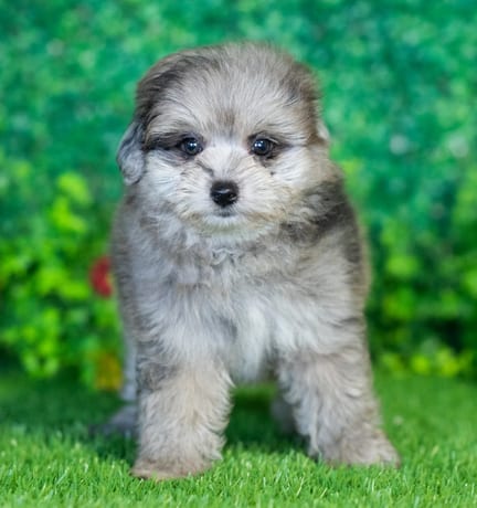 Pompoo puppy named Piper