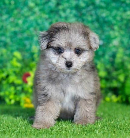Pompoo puppy named Piper