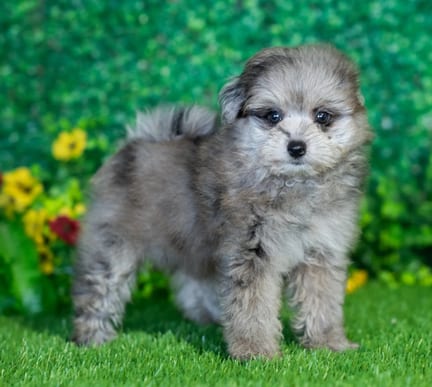 Pompoo puppy named Piper