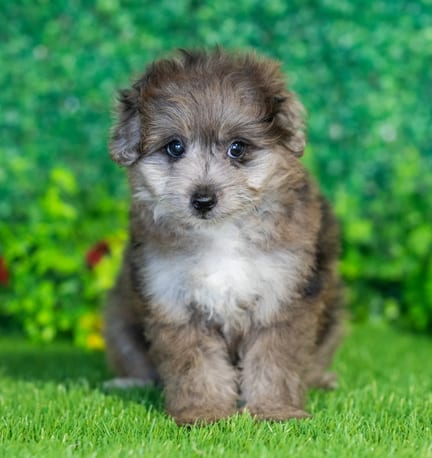 Pompoo puppy named Pierre