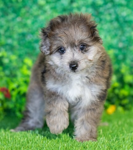 Pompoo puppy named Pierre