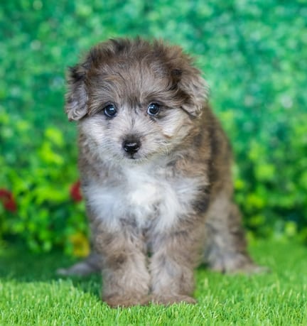 Pompoo puppy named Pierre