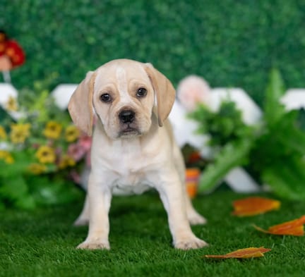 Puggle puppy named Hugh