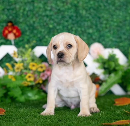 Puggle puppy named Hugh