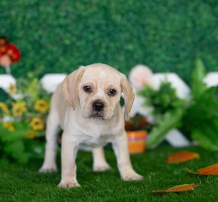 Puggle puppy named Hugh