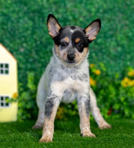 Shiba Heeler F1B puppy named Dolly
