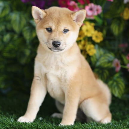 Shiba Inu puppy named Rivka