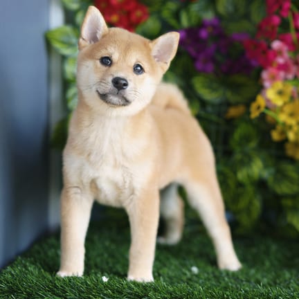 Shiba Inu puppy named Rivka