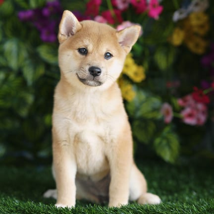 Shiba Inu puppy named Rivka