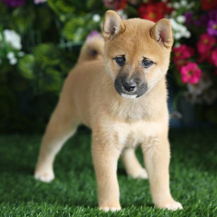 Shiba Inu puppy named Lewis