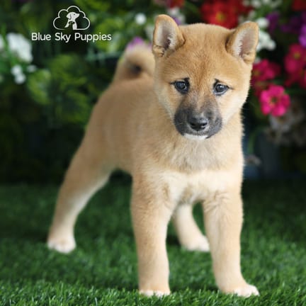 Shiba Inu puppy named Lewis