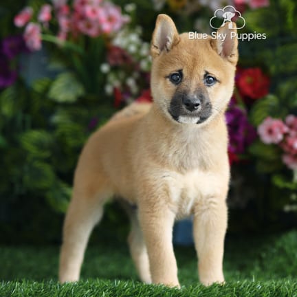 Shiba Inu puppy named Lewis