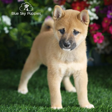 Shiba Inu puppy named Lewis