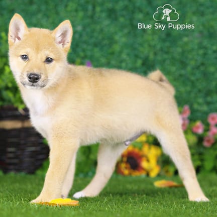 Shiba Inu puppy named Titus