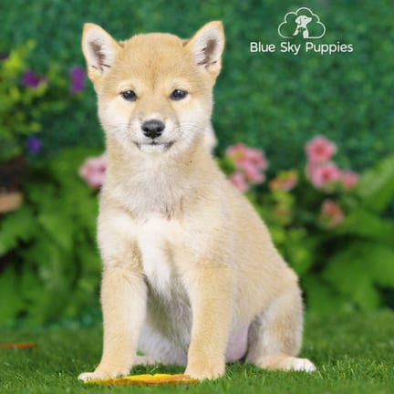 Shiba Inu puppy named Chance