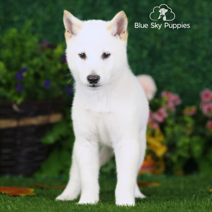 Shiba Inu puppy named Canyon