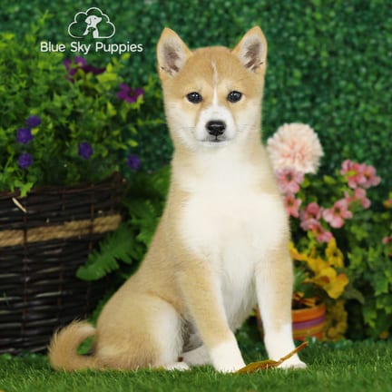 Shiba Inu puppy named Xella