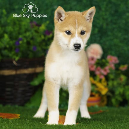 Shiba Inu puppy named Xella