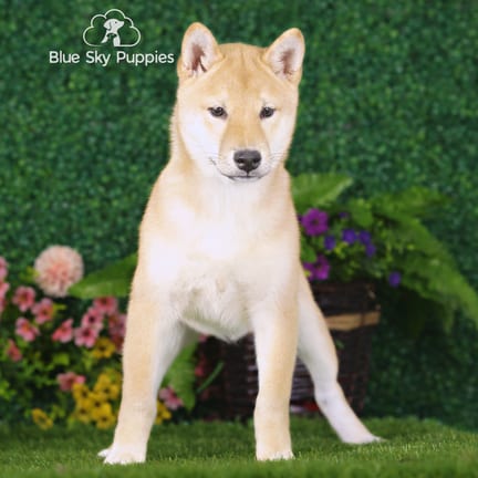 Shiba Inu puppy named John