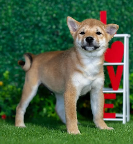 Shiba Inu puppy named John