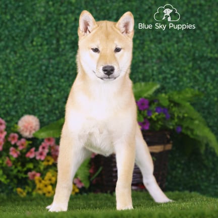 Shiba Inu puppy named John