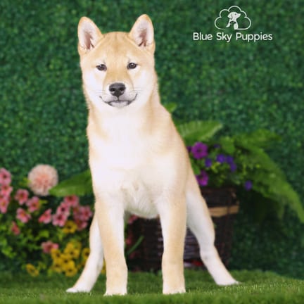Shiba Inu puppy named John