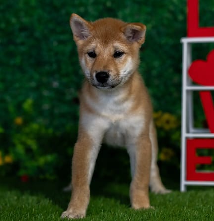 Shiba Inu puppy named John