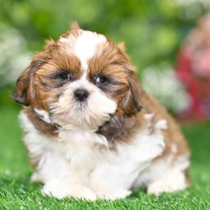 Shih Tzu puppy named Frederick