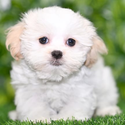 Shih Tzu puppy named Loki