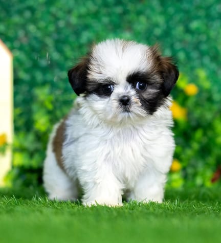 Shih Tzu puppy named Laura