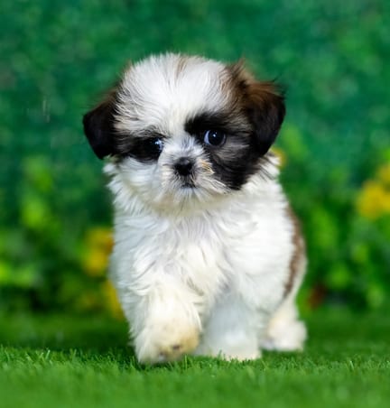 Shih Tzu puppy named Laura