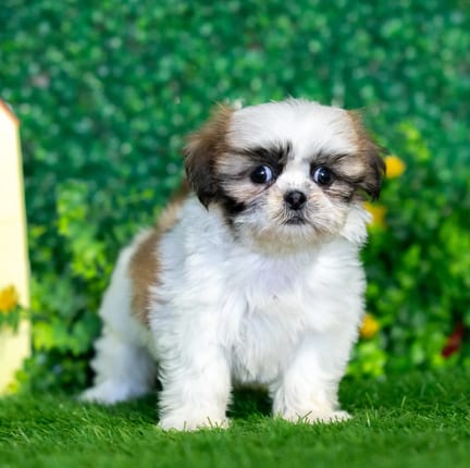 Shih Tzu puppy named Butterscotch