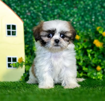 Shih Tzu puppy named Butterscotch