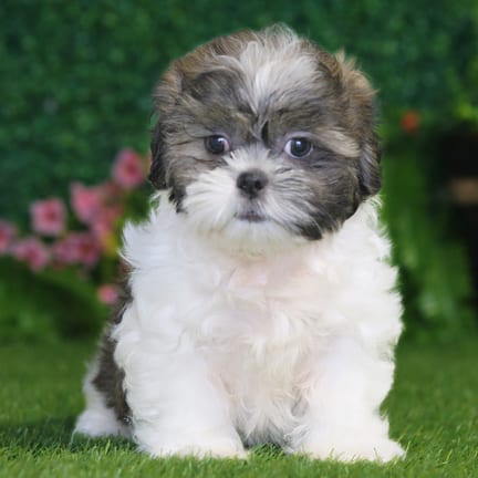 Shih Tzu puppy named Scarlet