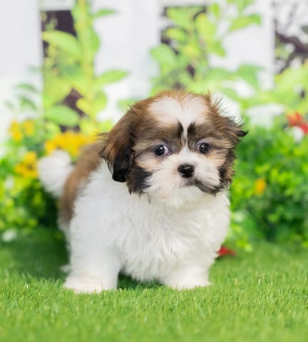 Shih Tzu puppy named Griffin