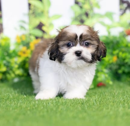 Shih Tzu puppy named Griffin