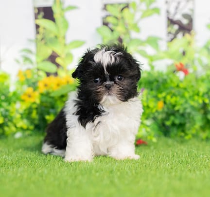 Shih Tzu puppy named Abe