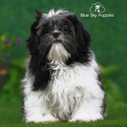 Shih Tzu puppy named Abe