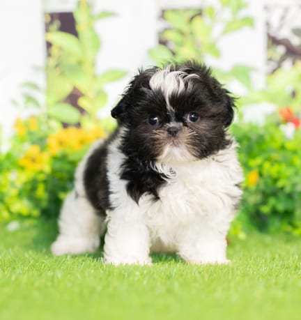 Shih Tzu puppy named Abe