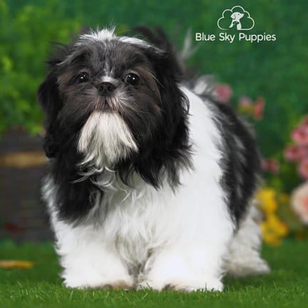 Shih Tzu puppy named Abe