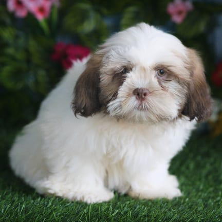 Shih Tzu puppy named Kash