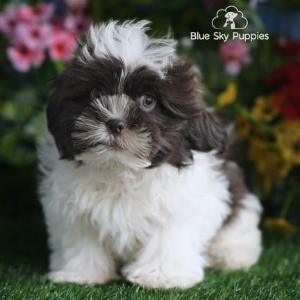 Shih Tzu puppy named Bandit