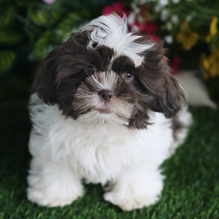 Shih Tzu puppy named Bandit
