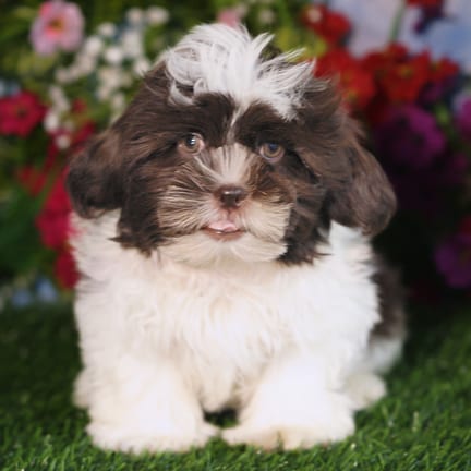 Shih Tzu puppy named Bandit