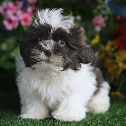 Shih Tzu puppy named Bandit