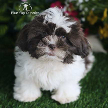 Shih Tzu puppy named Bandit