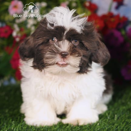Shih Tzu puppy named Bandit