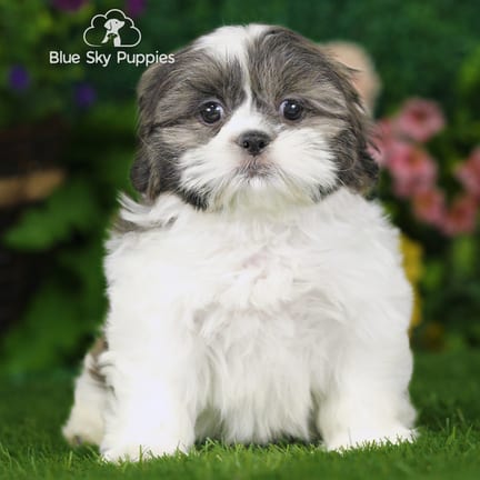 Shih Tzu puppy named Marco