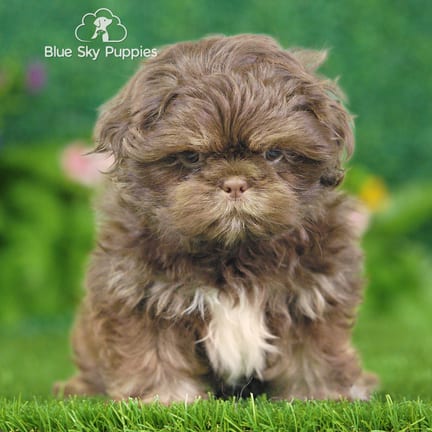Shih Tzu puppy named Porter
